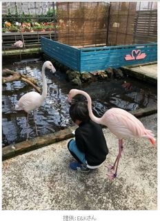 E&K-flamingo.JPG