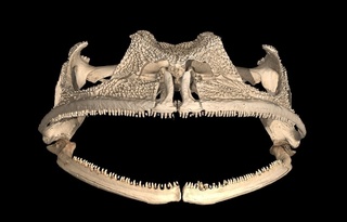 Gastrotheca guentheri_02.jpg