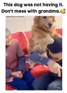 Golden Retriever_2022.JPG
