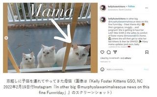 Kelly Foster Kittens.JPG
