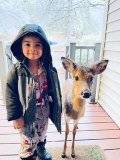 deer_6013951c47c7c.jpg